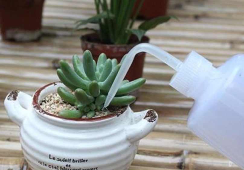 多肉澆水方法 多肉澆水方法