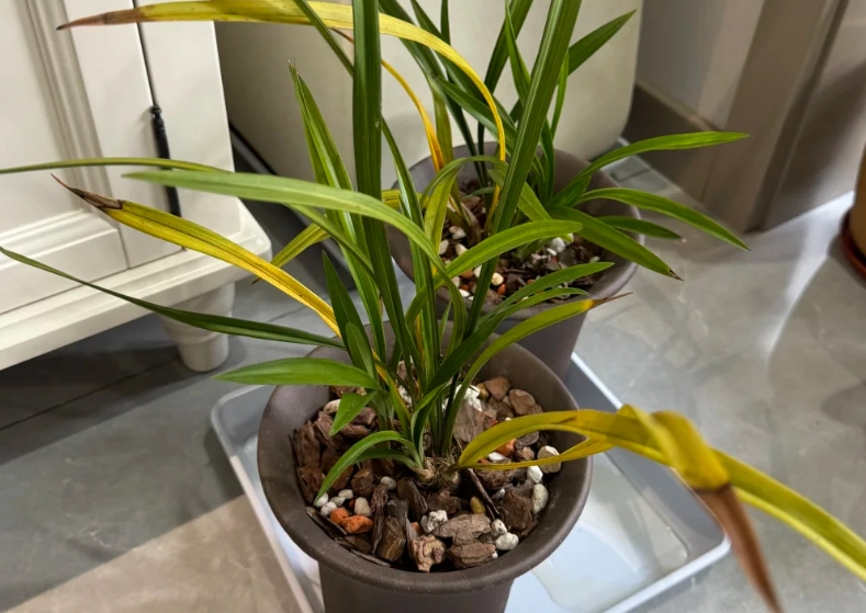 蘭花黃葉病治療 蘭花黃葉病治療