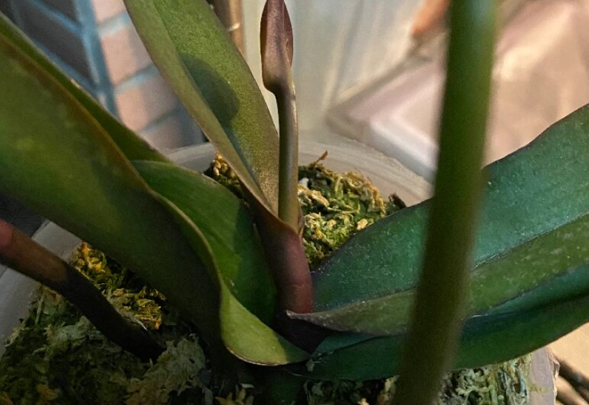 蝴蝶蘭花梗修剪