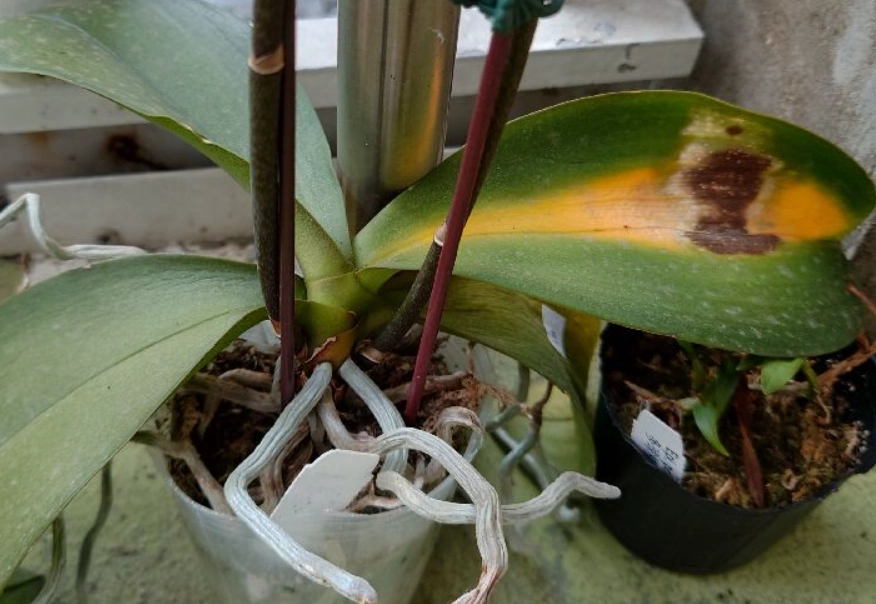 蝴蝶蘭養護 蝴蝶蘭養護