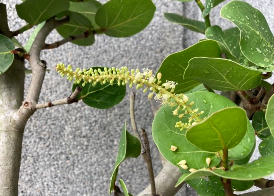 海葡萄葉子捲曲原因 海葡萄葉子捲曲原因