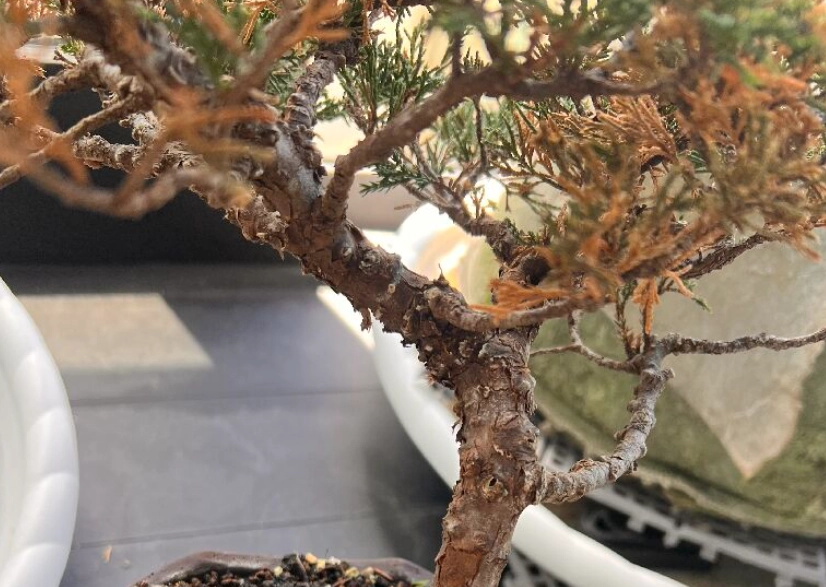 真柏養護技巧 真柏養護技巧