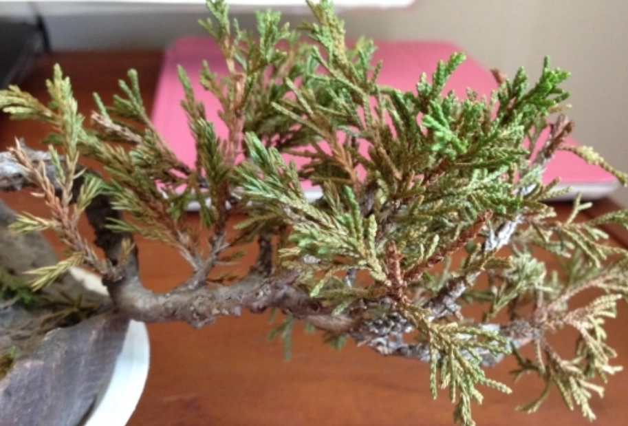 真柏黃葉原因 真柏黃葉原因