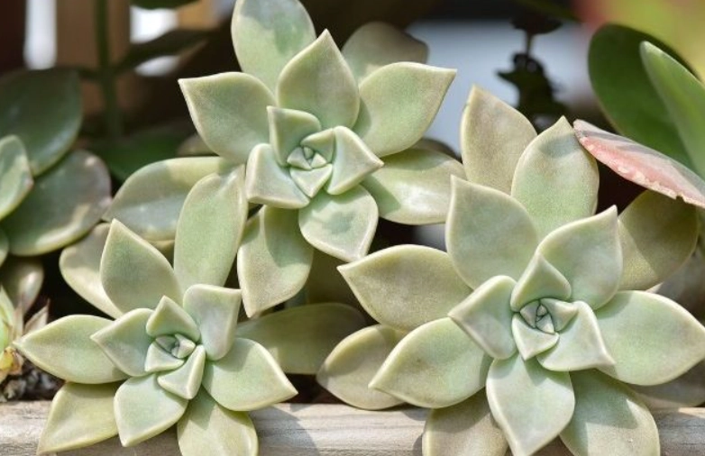 多肉植物石蓮花