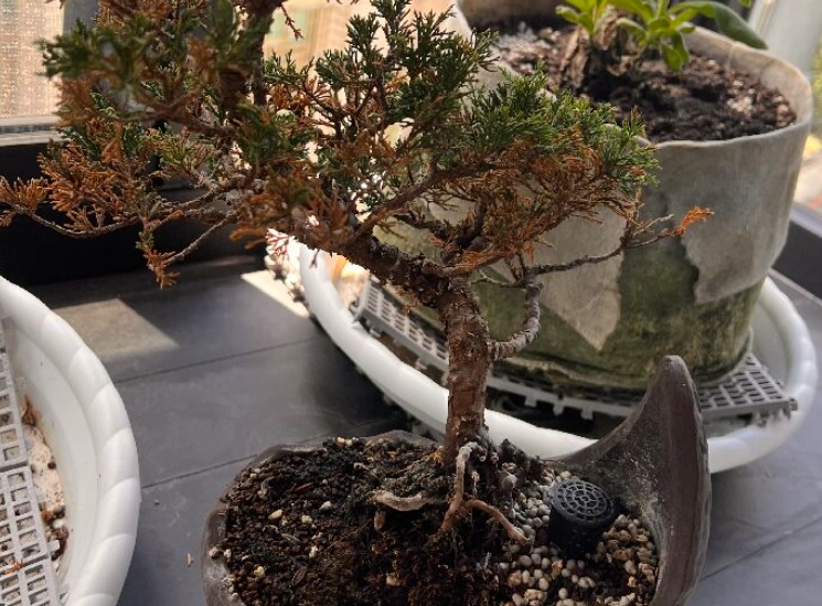 真柏澆水過多 真柏澆水過多