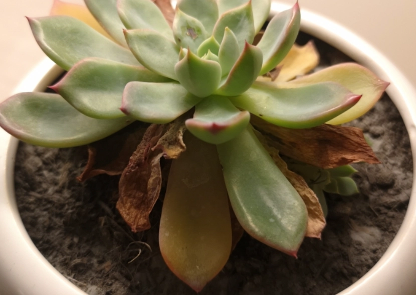 石蓮花養護技巧 石蓮花養護技巧