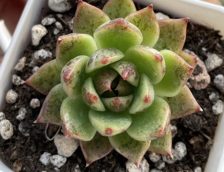 石蓮花室內照顧