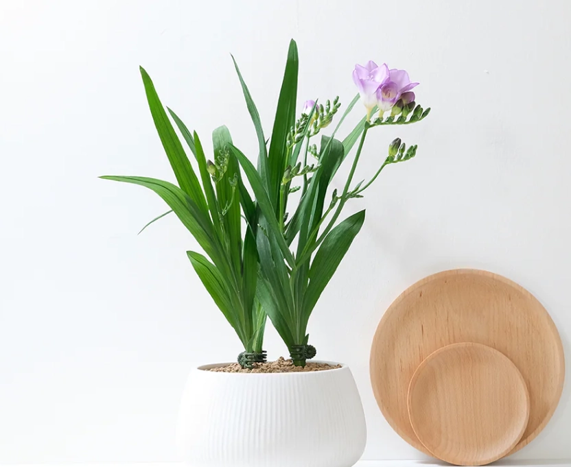 小蒼蘭球根保存