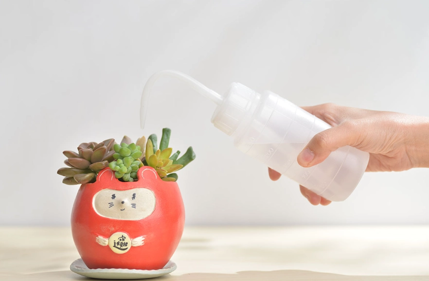 多肉澆水方法 多肉澆水方法