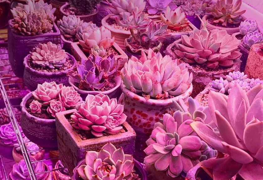 多肉植物人工光源 多肉植物人工光源