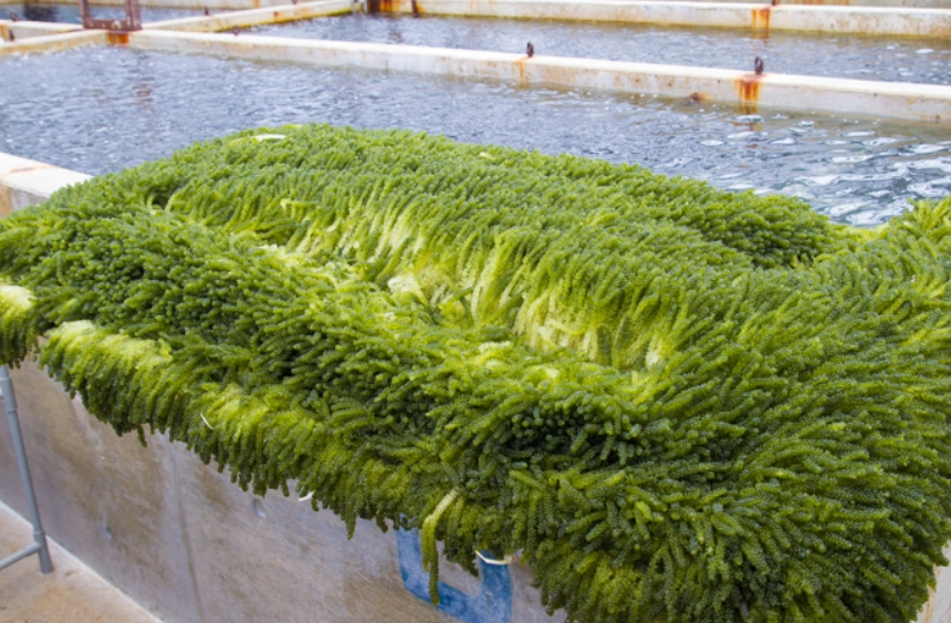 海葡萄養殖條件