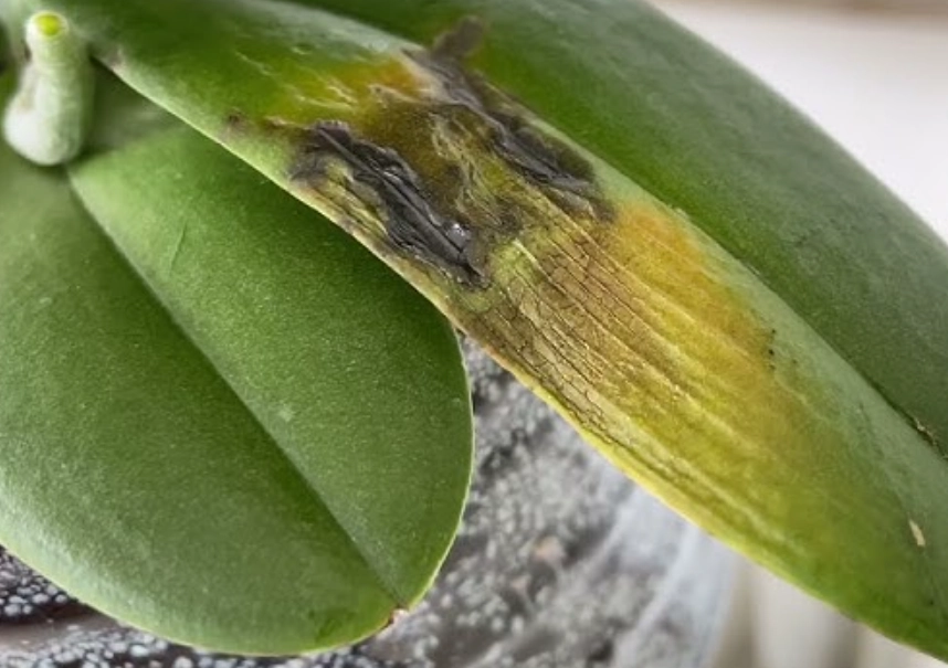 蝴蝶蘭病害防治