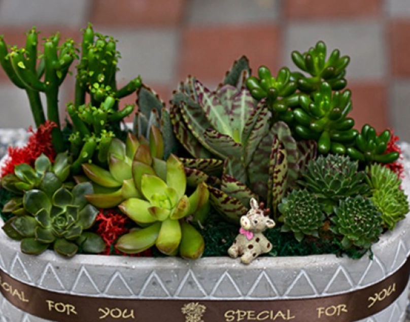 多肉植物品種 多肉植物品種