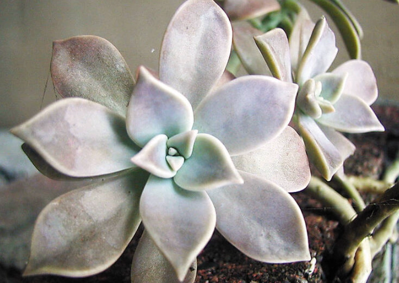 多肉植物石蓮花