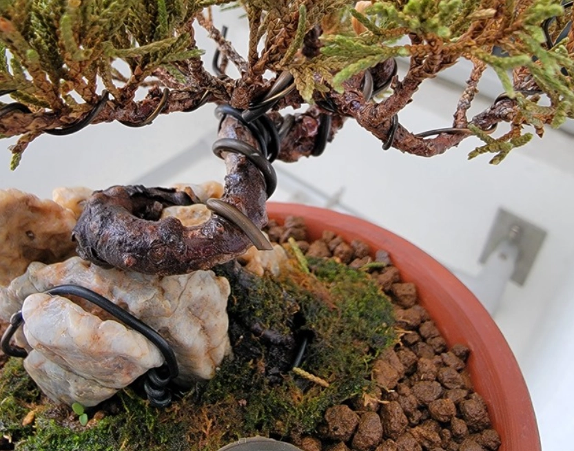 真柏澆水過多 真柏澆水過多