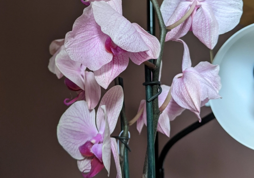 花瓣下垂原因 花瓣下垂原因