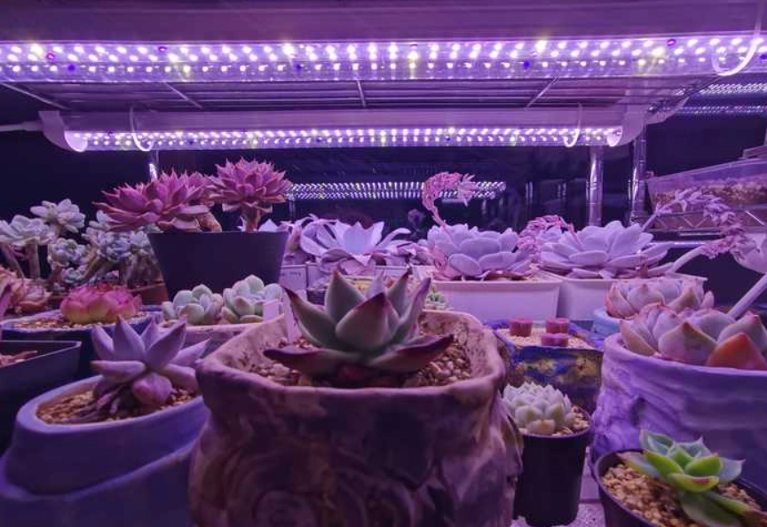 室內多肉植物光照 室內多肉植物光照