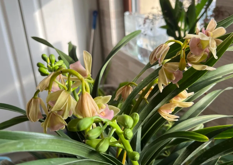 蘭花養護技巧 蘭花養護技巧