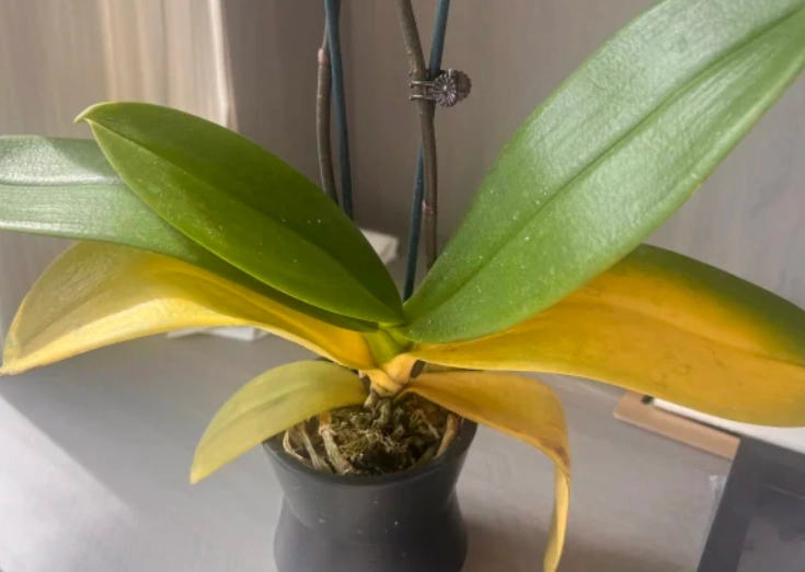 蘭花葉子變黃 蘭花葉子變黃