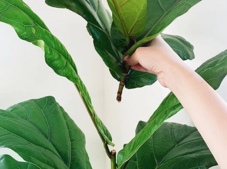 琴葉榕剪枝技巧 琴葉榕剪枝技巧