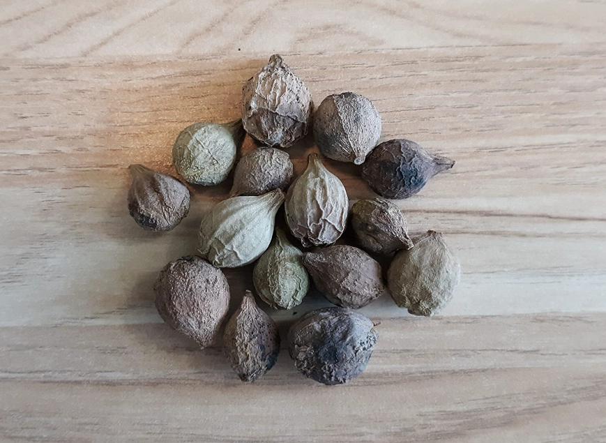 海葡萄種子照顧 海葡萄種子照顧