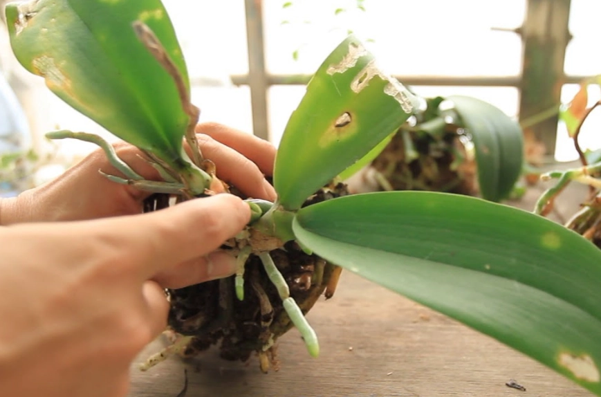 蘭花葉子爛掉預防 蘭花葉子爛掉預防