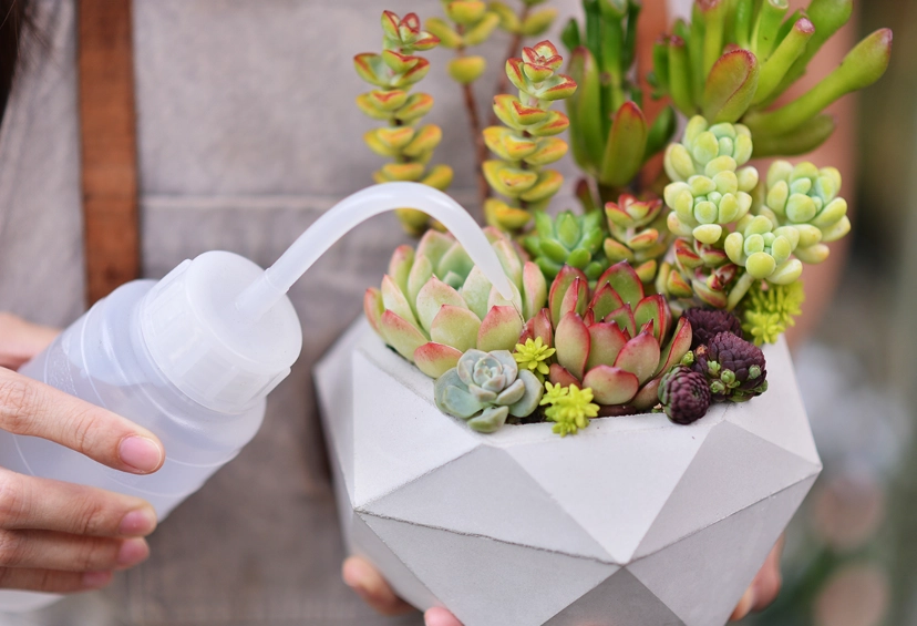 多肉植物照顧 多肉植物照顧