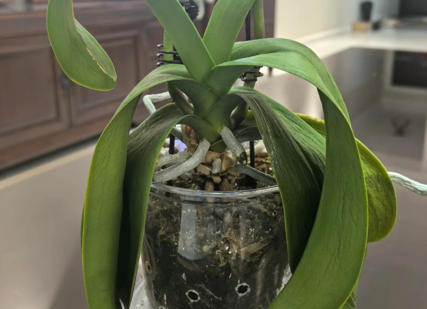 蝴蝶蘭葉子下垂原因 蝴蝶蘭葉子下垂原因