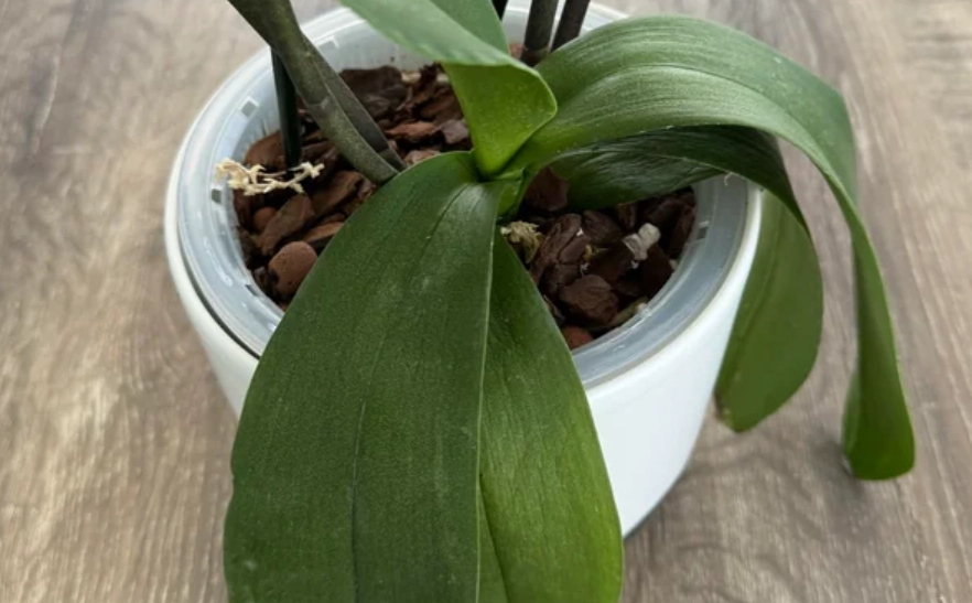 蝴蝶蘭葉子軟化原因 蝴蝶蘭葉子軟化原因