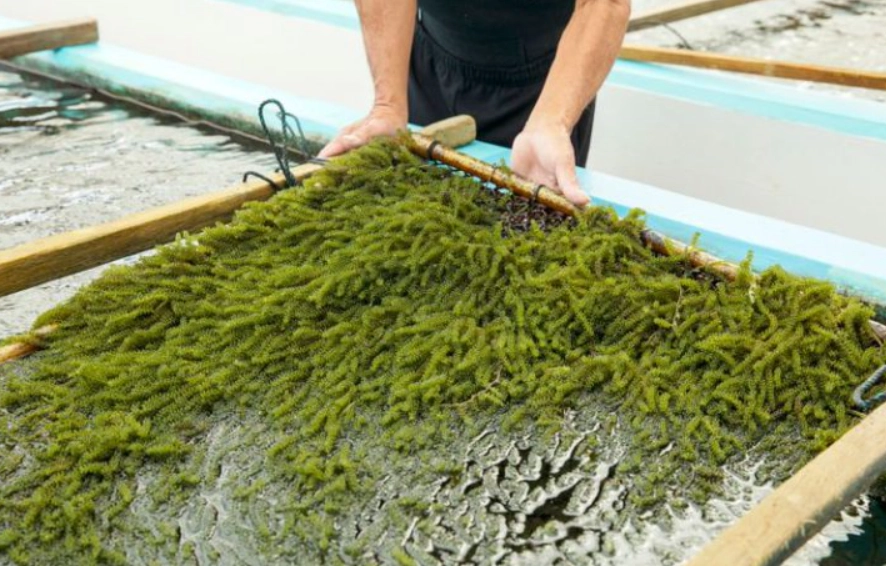 海葡萄種植環境 海葡萄種植環境