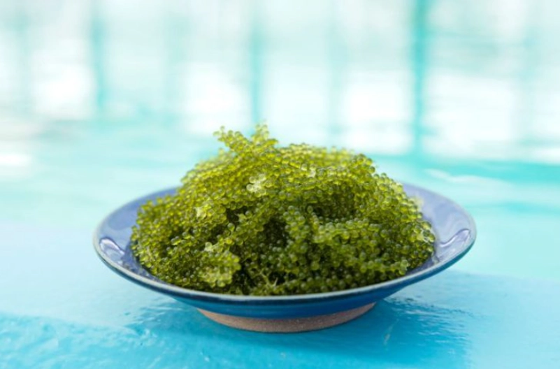 海葡萄食用注意