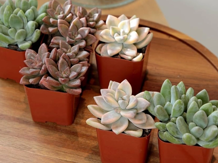 多肉植物品種 多肉植物品種