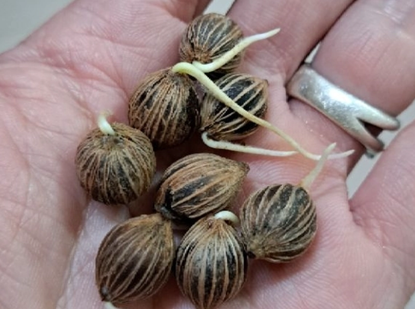 海葡萄種子購買 海葡萄種子購買