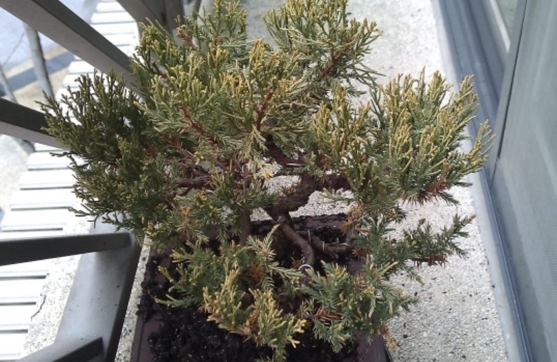 真柏養護技巧 真柏養護技巧