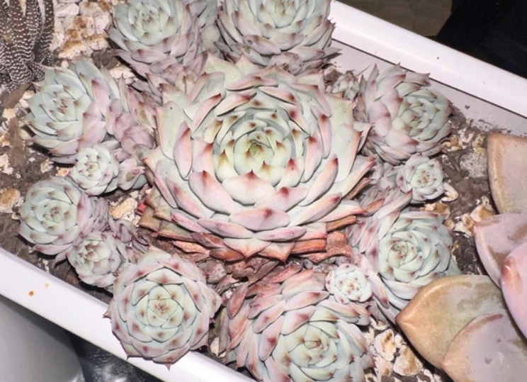 石蓮花室內照顧