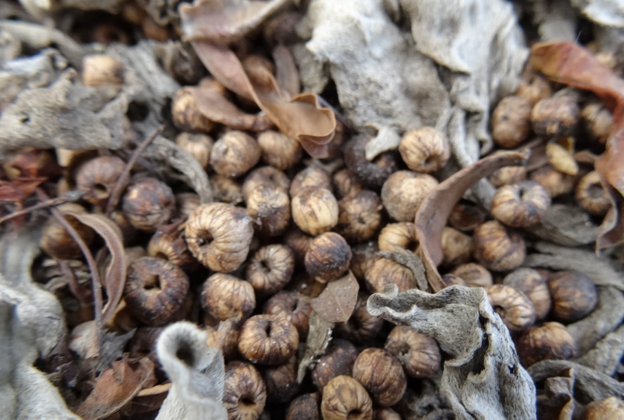 白水木種子用途