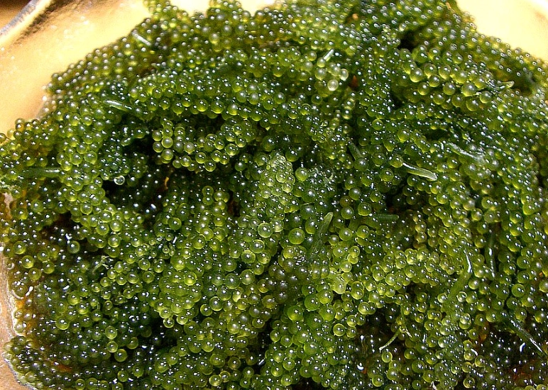 海葡萄寵物零食 海葡萄寵物零食