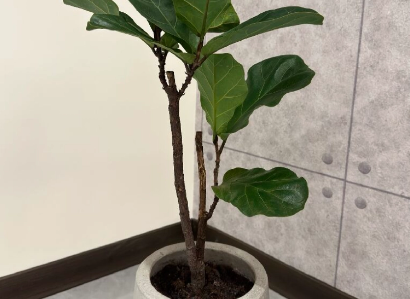 琴葉榕木質化處理 琴葉榕木質化處理