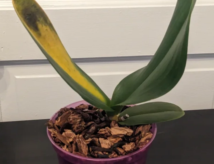 蝴蝶蘭病害防治