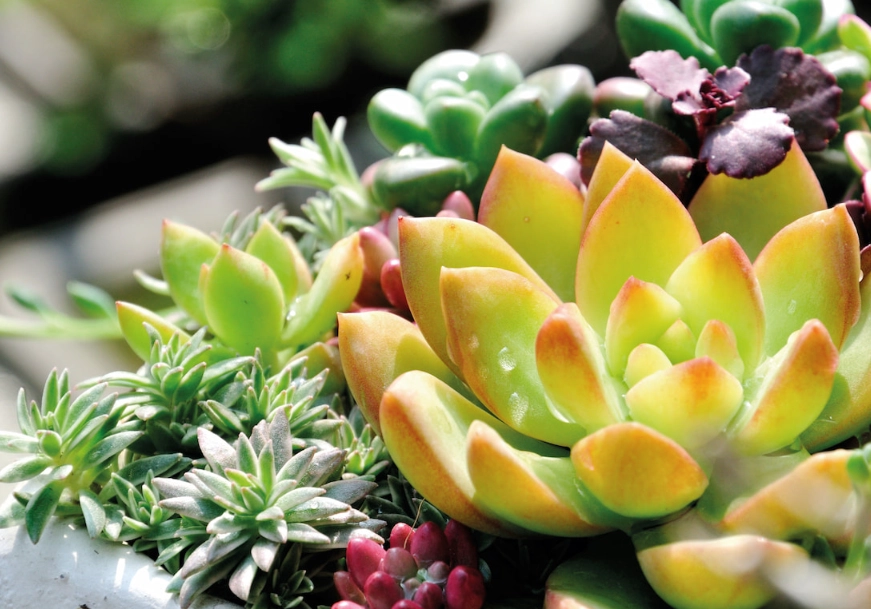 多肉植物種類 多肉植物種類