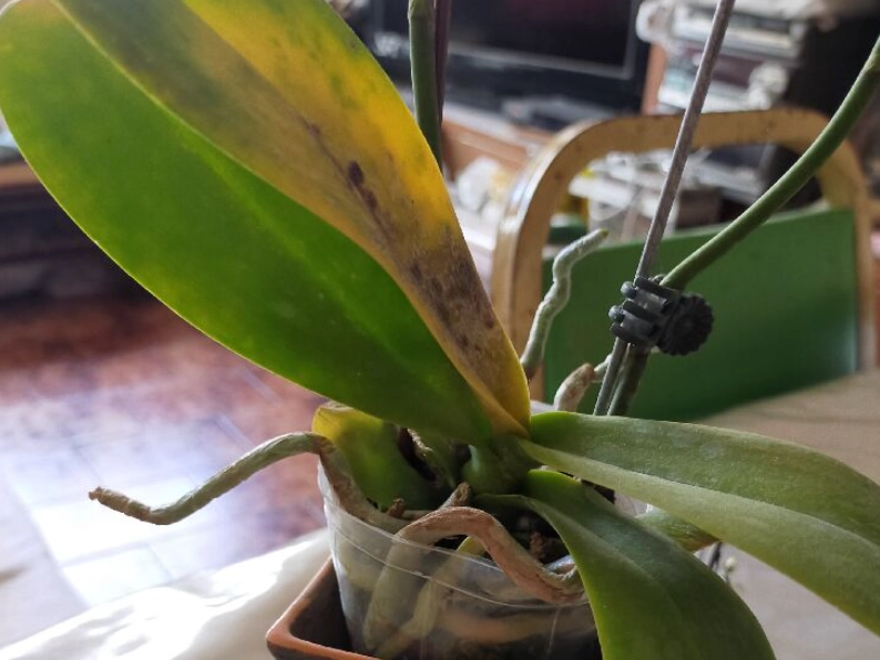 蝴蝶蘭葉子變黃原因 蝴蝶蘭葉子變黃原因