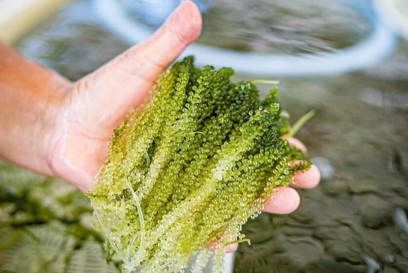 海葡萄寵物零食 海葡萄寵物零食