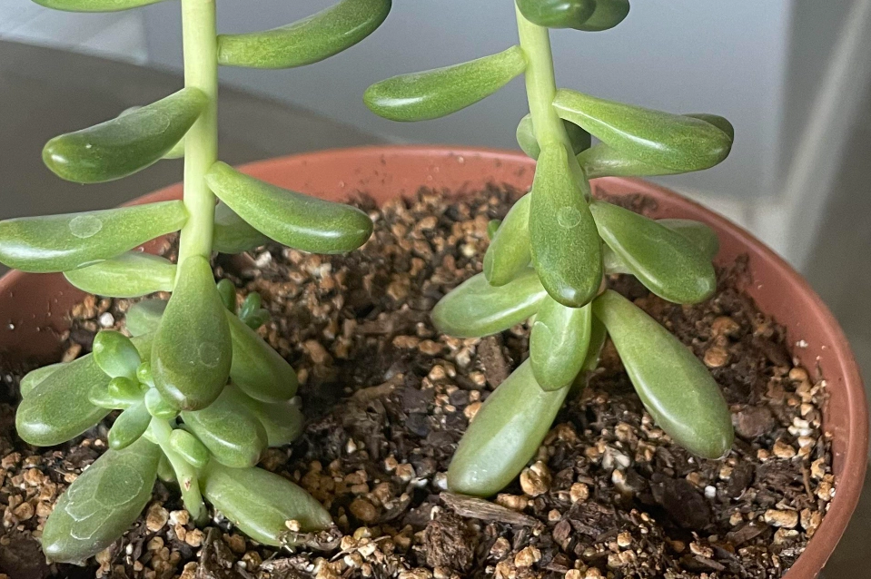 石蓮花徒長原因 石蓮花徒長原因