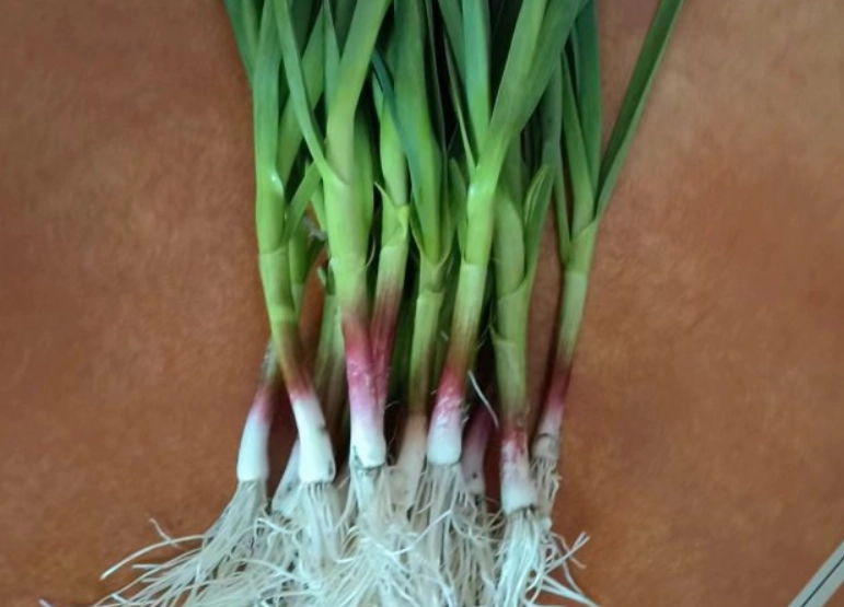 生吃蒜苗好處 生吃蒜苗好處