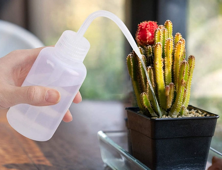 多肉澆水方法 多肉澆水方法