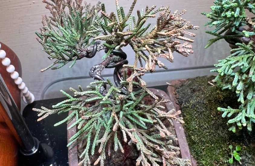 真柏黃葉原因 真柏黃葉原因