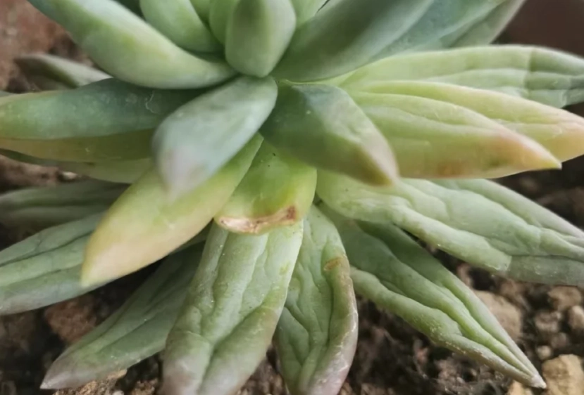 多肉植物澆水方法 多肉植物澆水方法