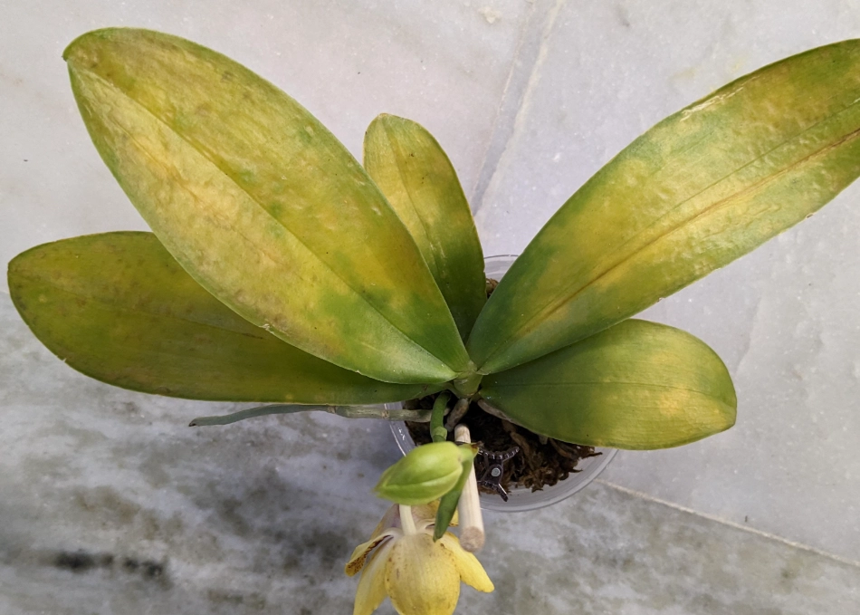 蝴蝶蘭葉子變黃防治