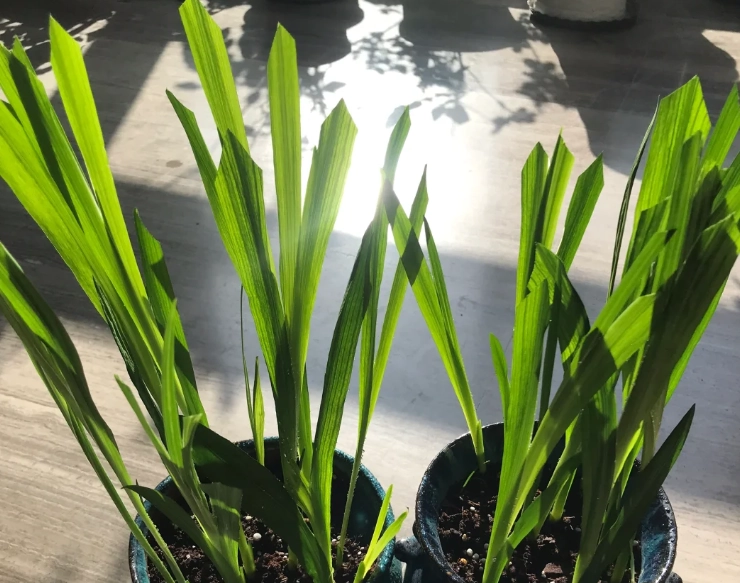 蘭花葉子修剪方法