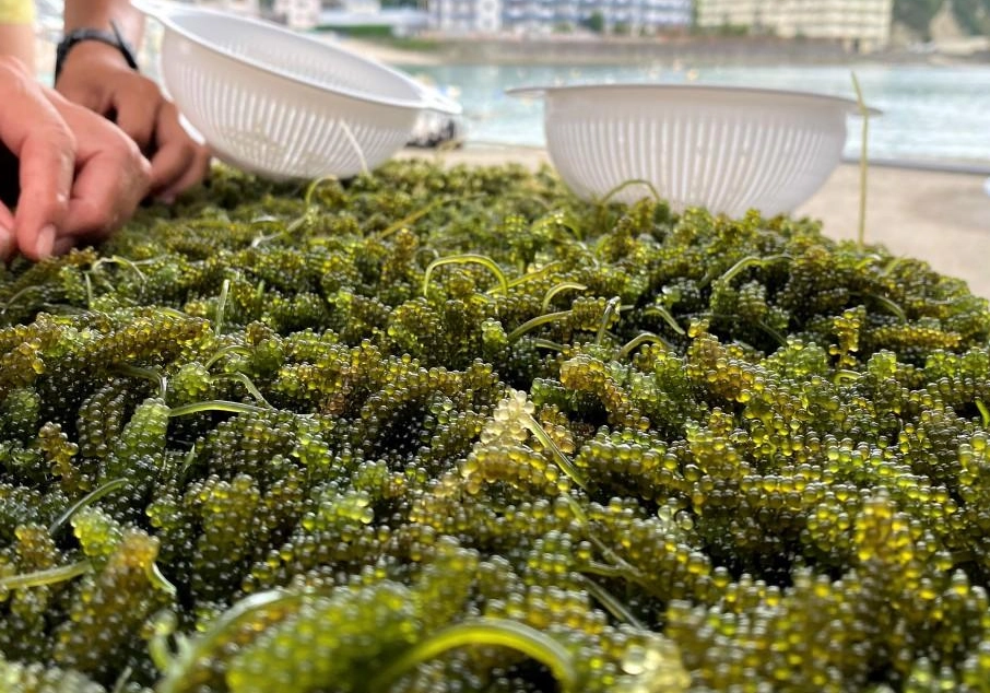 海葡萄養殖方法